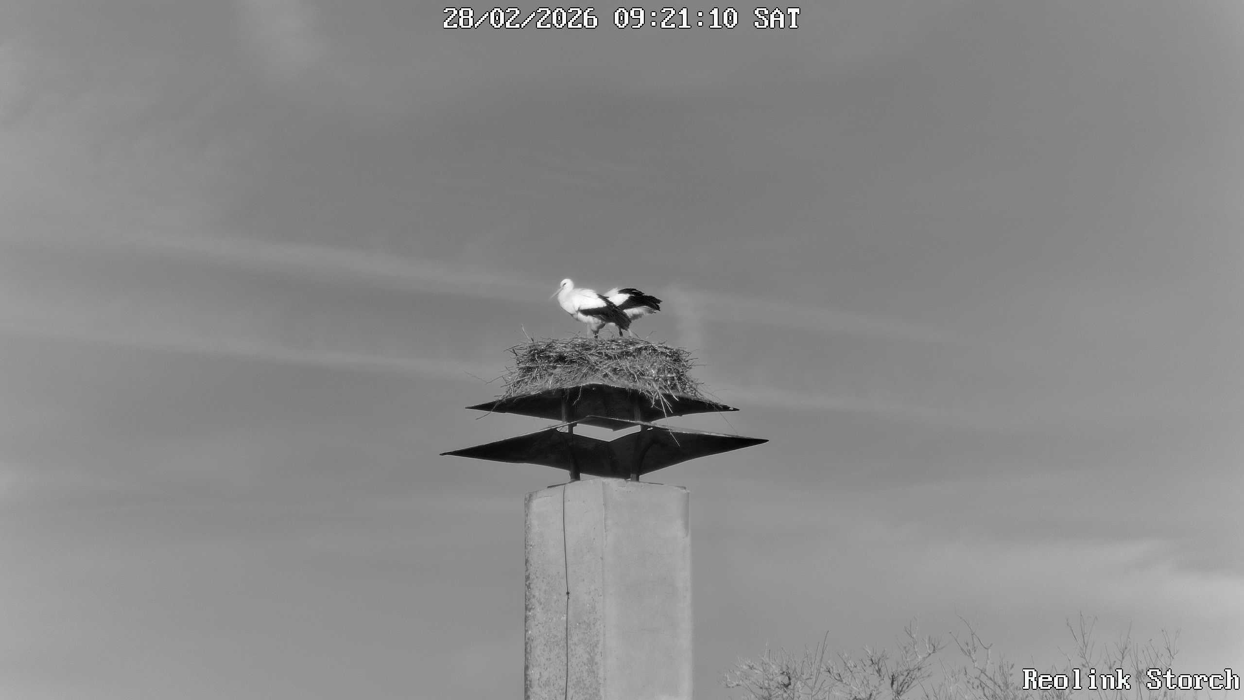 Storchencam Bild